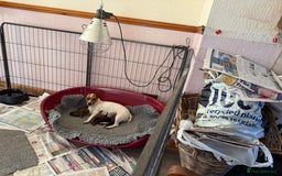 Jack Russell dogs for sale: Gorgeous Jack Russell Puppies - Image 29
