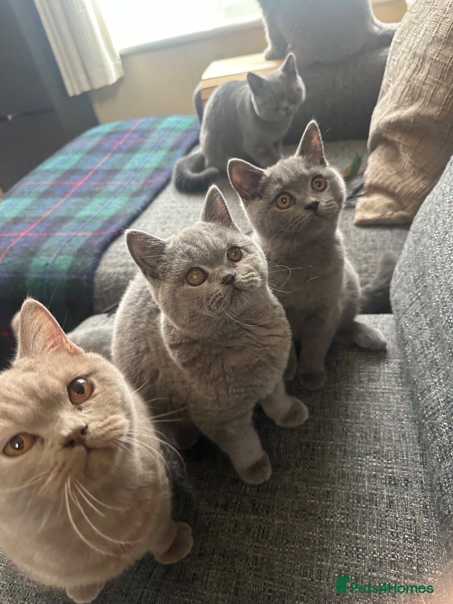 British Shorthair cats British Shorthair GCCF-registered Kittens  - Advert 1