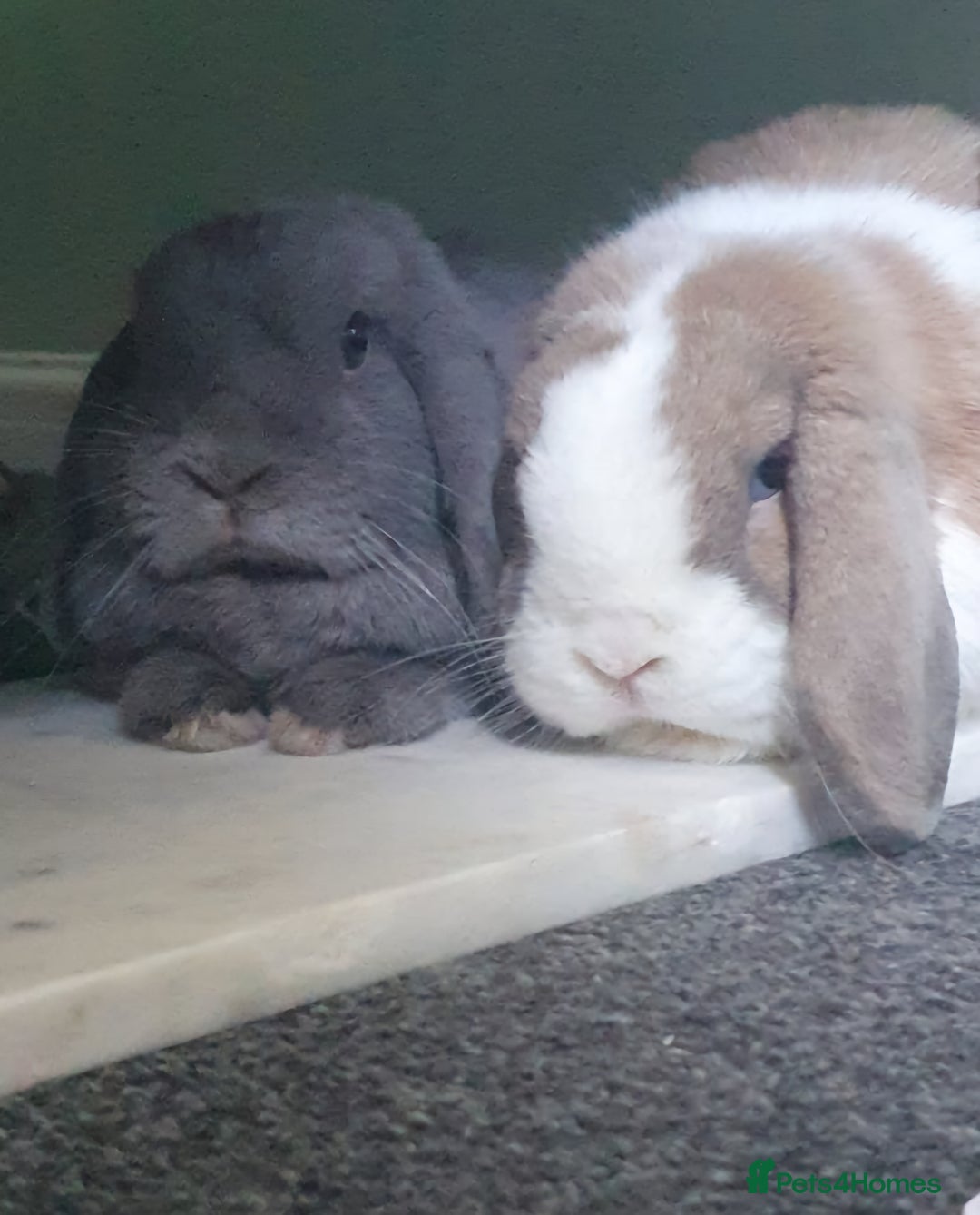 Mini Lop rabbits for sale: Lola & Frappe !!MUST GO TOGETHER!!🩷 - Advert 6