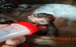 Bengal cats for sale: Bengals high guality kittens ready for new home  - Advert 14