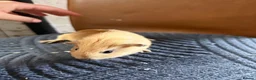 Guinea Pig rodents for sale: 2 baby boars for sale  in Stoke-on-Trent - Advert 1