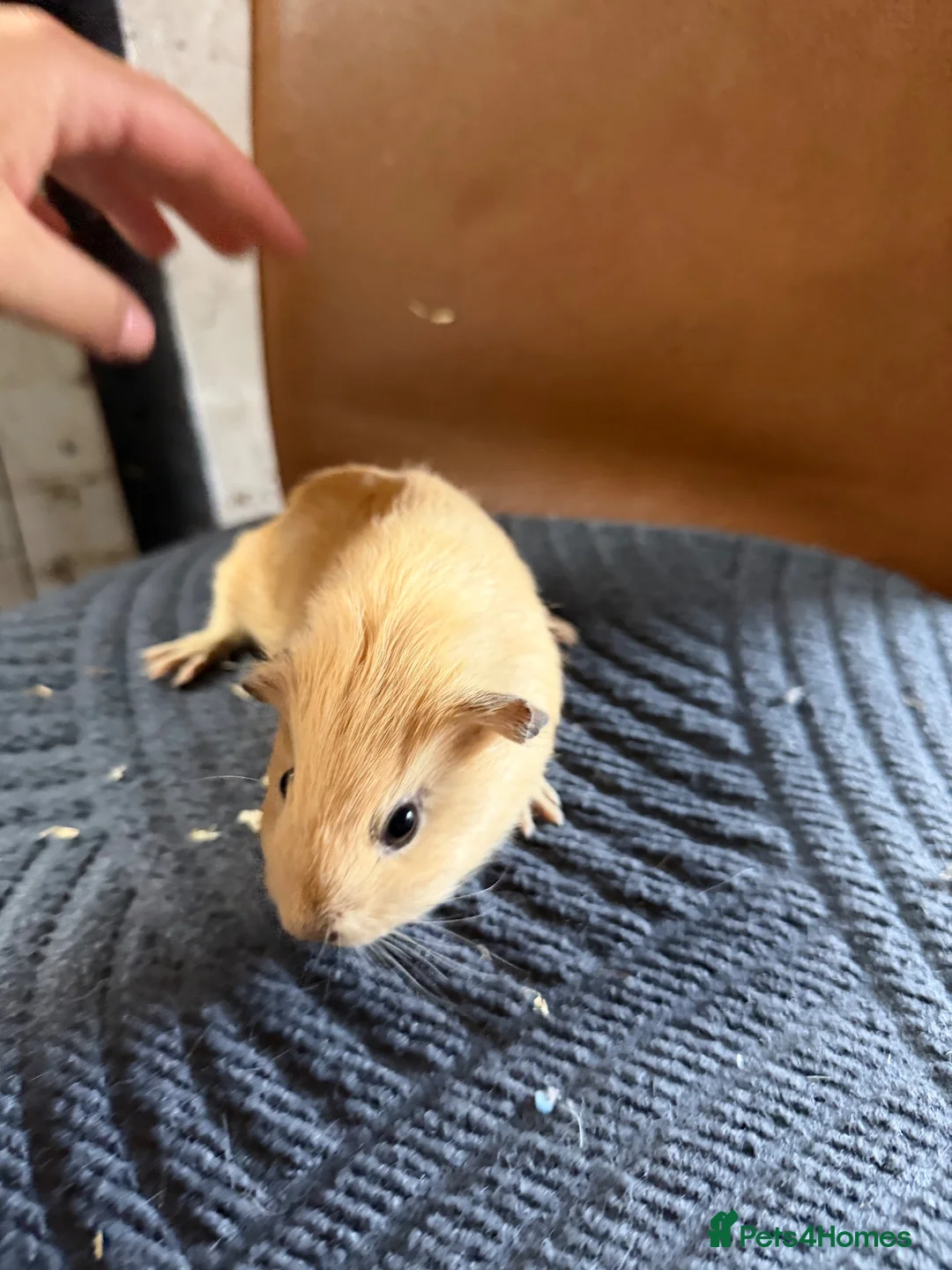 Guinea Pig rodents for sale: 2 baby boars for sale  in Stoke-on-Trent - Advert 1