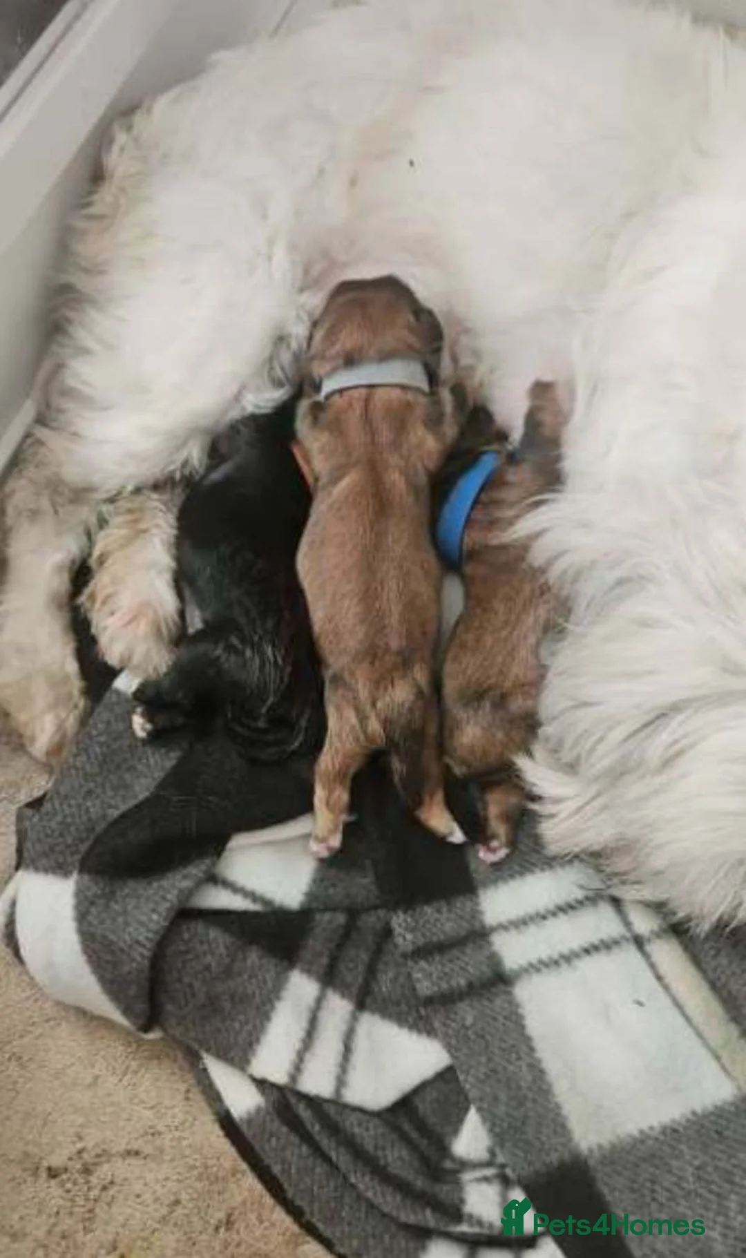 Shih Tzu dogs for sale: Shih Tzu Puppies – 3 Available in Bristol - Advert 2