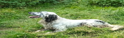 English Setter dogs for adoption: Korro - Advert 8
