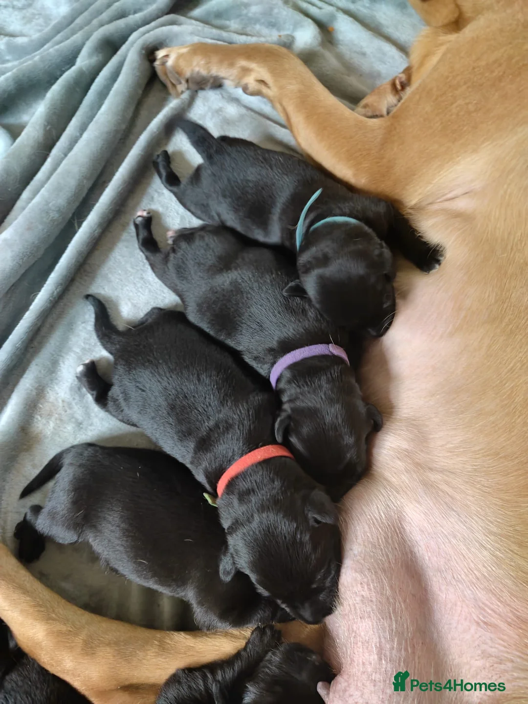 Borador dogs for sale: Labrador x Collie Puppies - Advert 2