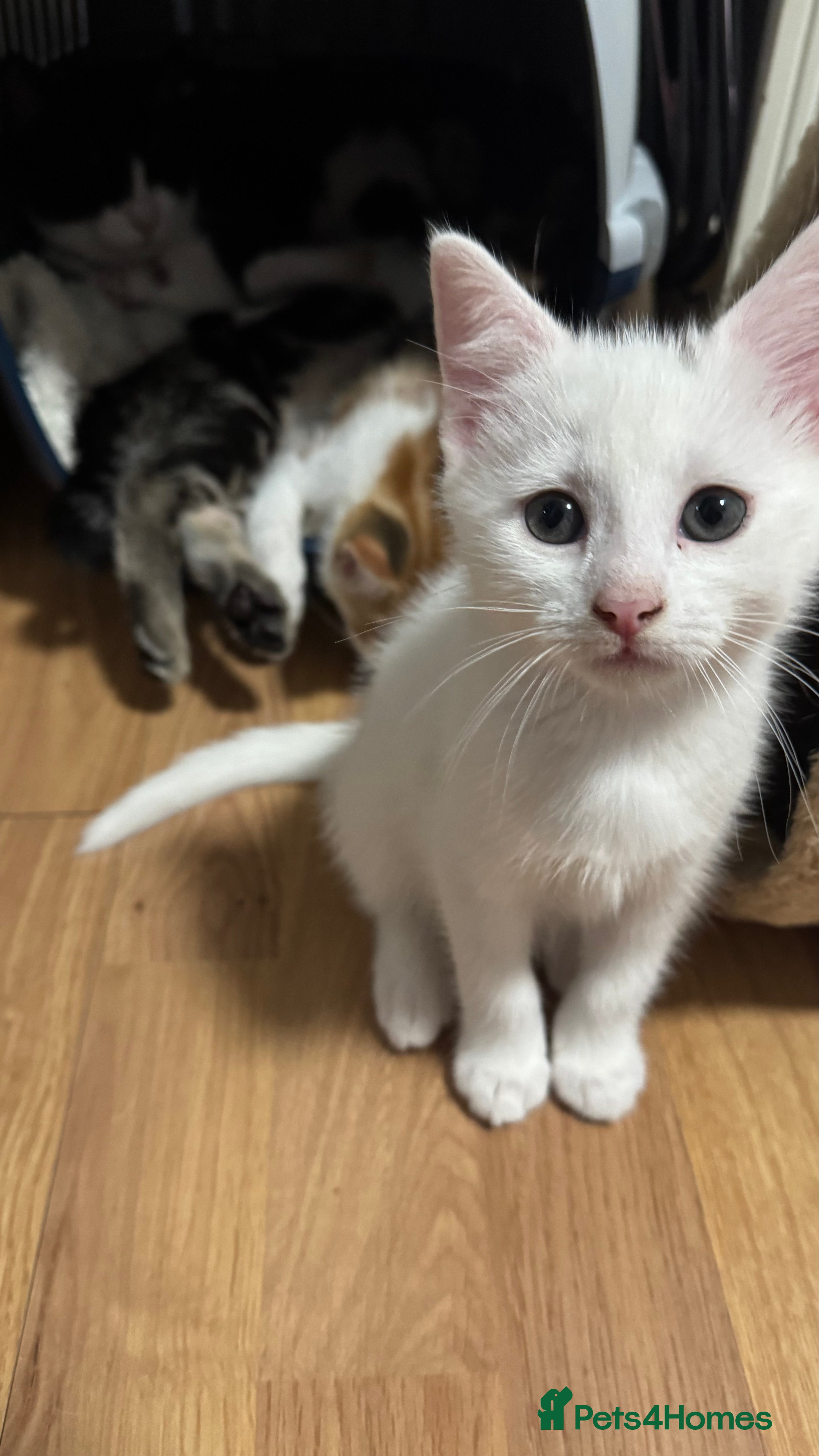 Mixed Breed cats Kittens looking for forever home - Advert 10