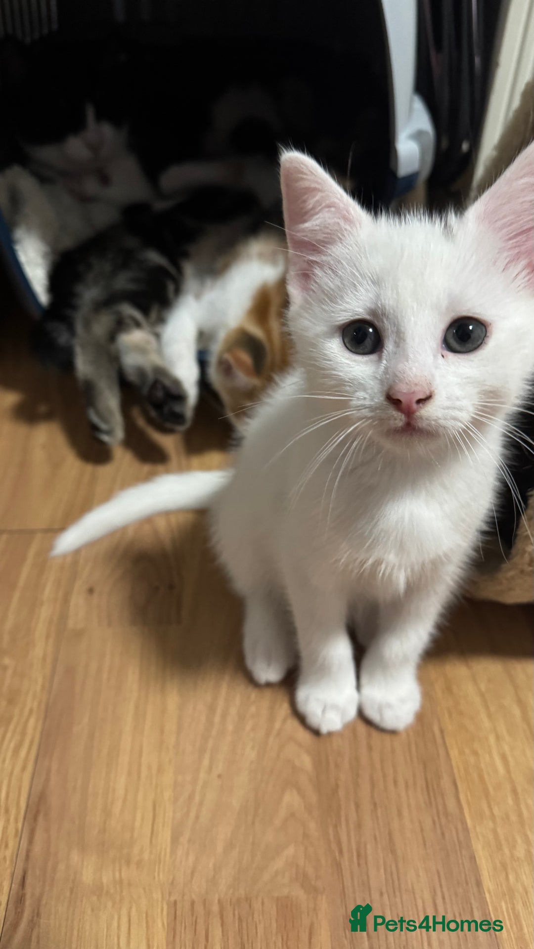 Mixed Breed cats for sale: Kittens looking for forever home - Advert 1