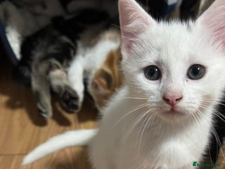 Mixed Breed cats Kittens looking for forever home - Advert 18