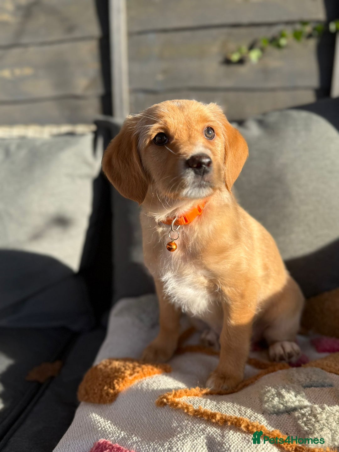 Australian Labradoodle dogs for sale: Australian Labradoodle Puppies F1b - Advert 7