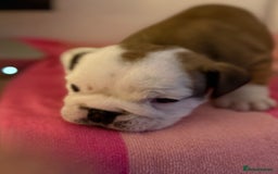 English Bulldog dogs for sale: Amazing British bulldogs  - Image 25