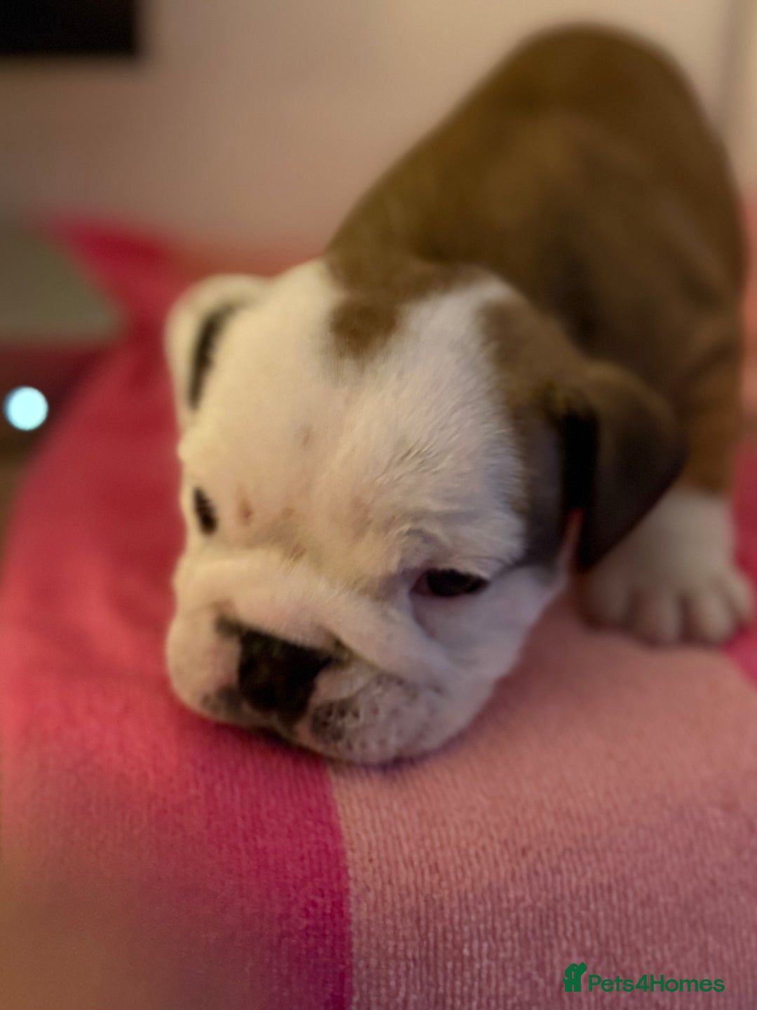 English Bulldog dogs for sale: Amazing British bulldogs  - Image 25