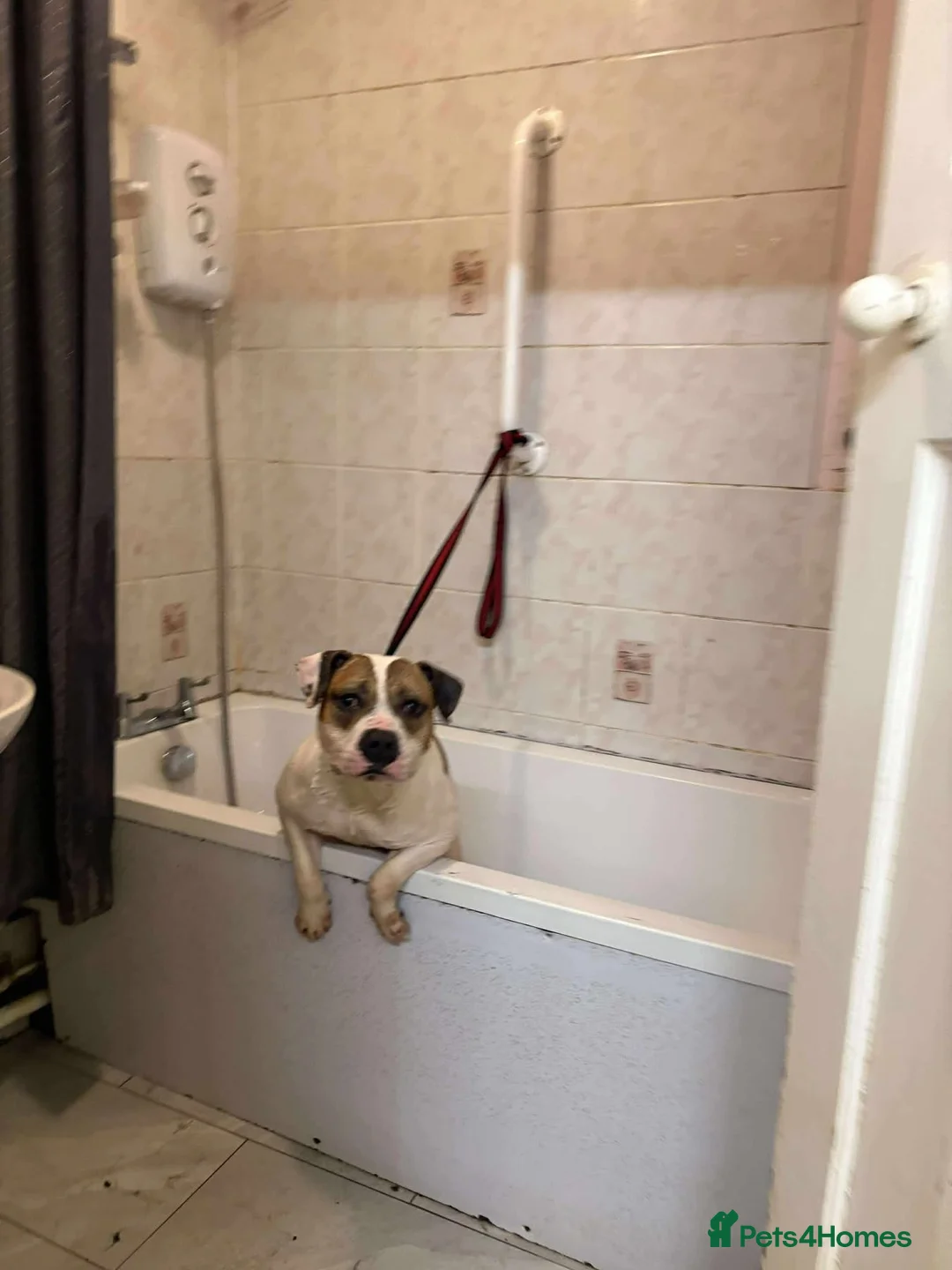 Staffordshire Bull Terrier dogs for adoption: Leia - Norwich Norfolk  - Advert 14