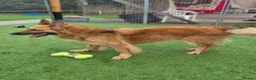 German Shepherd dogs for adoption: GANDER - 5 year old GSD - Advert 5