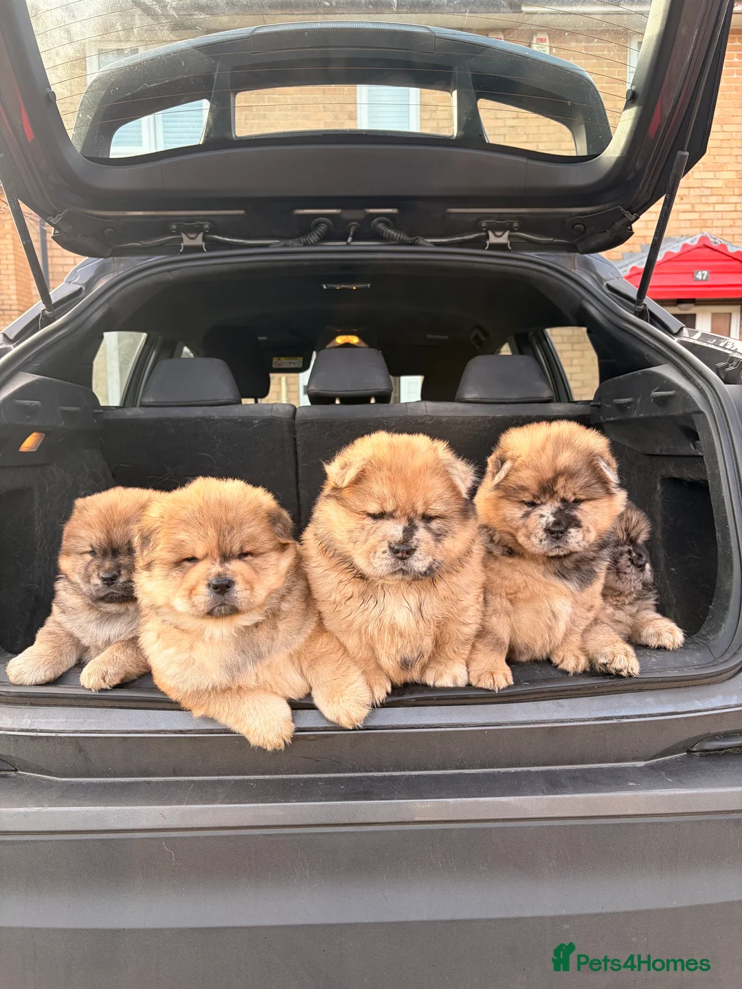 Chow Chow dogs for sale: 2 LEFT Merle Chowchow Puppies  - Advert 1