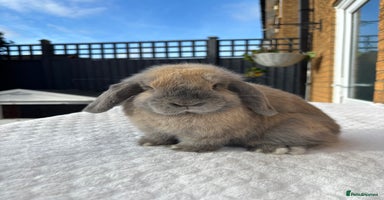 Mini Lop rabbits Gorgeous Purebred mini lop babies - Advert 5