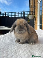 Mini Lop rabbits Gorgeous Purebred mini lop babies - Advert 6