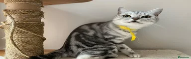 British Shorthair 2
