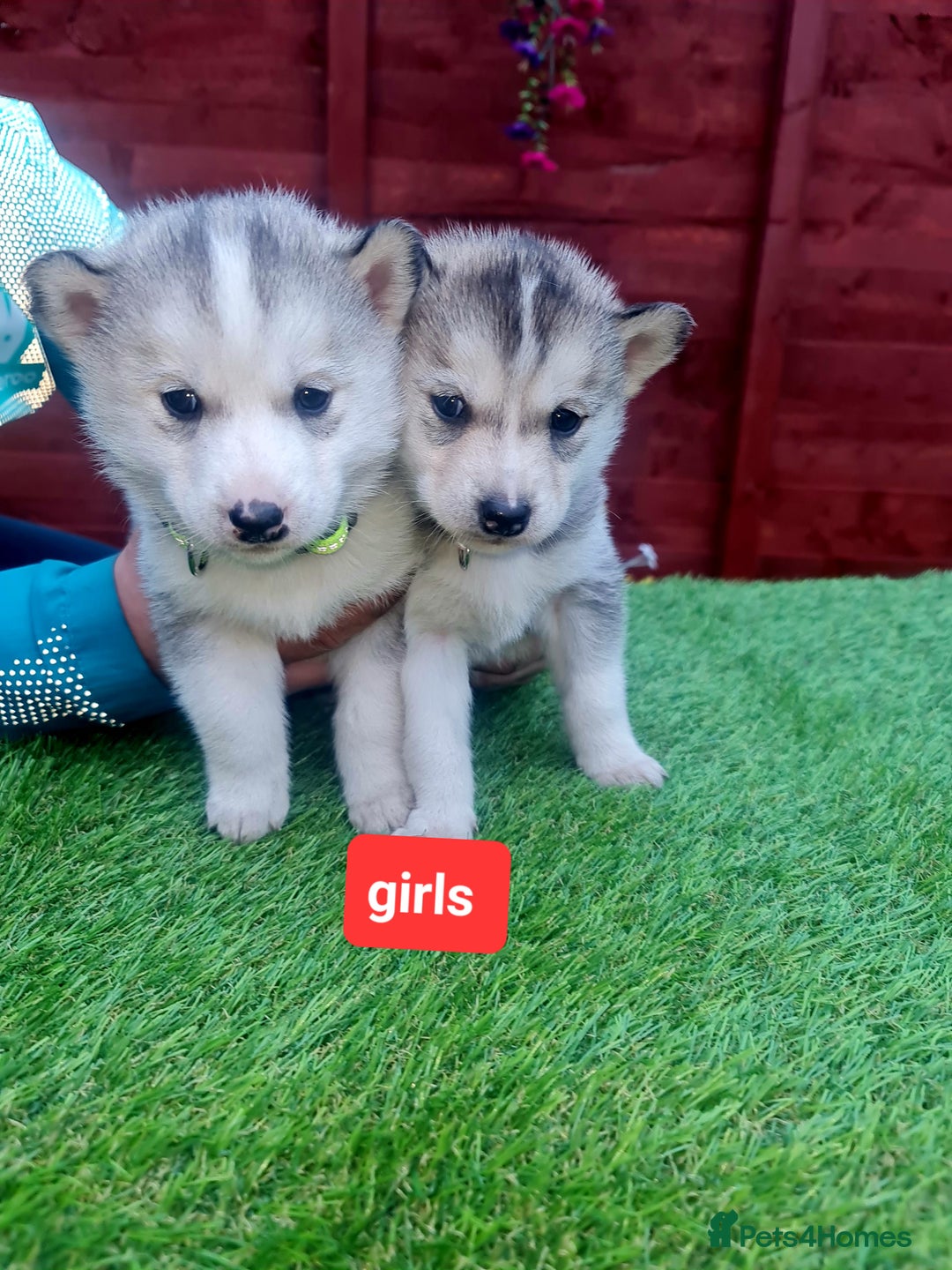 Siberian Husky dogs for sale: 6 siberian husky  - Advert 4