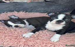 Boston Terrier dogs for sale: KC  Registered 🐕❤️🏠 Puupy 🐕💙🏠Boston Terrier  - Image 7