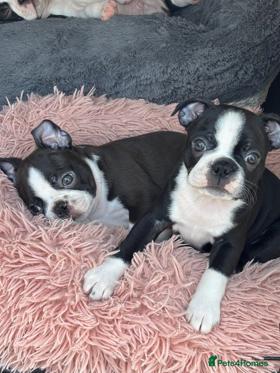 Boston Terrier dogs for sale: KC  Registered 🐕❤️🏠 Puupy 🐕💙🏠Boston Terrier  - Image 7