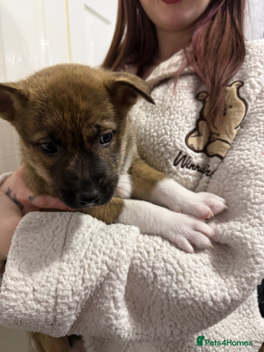 Mixed Breed dogs for sale: Malamute x puppies - Advert 9