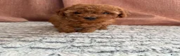 Toy Poodle dogs for sale: Amazing Pure Breed Toy poodle Puppies  - Advert 5