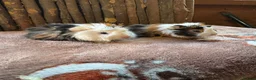 Guinea Pig rodents for sale: RESERVED Female Baby Guinea Pigs  - Advert 2
