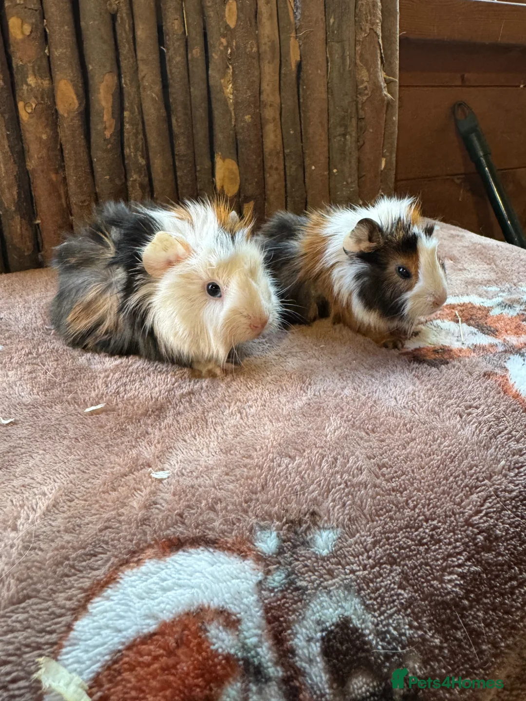 Guinea Pig rodents for sale: RESERVED Female Baby Guinea Pigs  - Advert 2