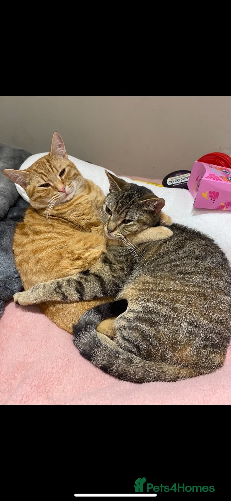 Mixed Breed cats Two grey tabby females and one ginger female - Advert 2