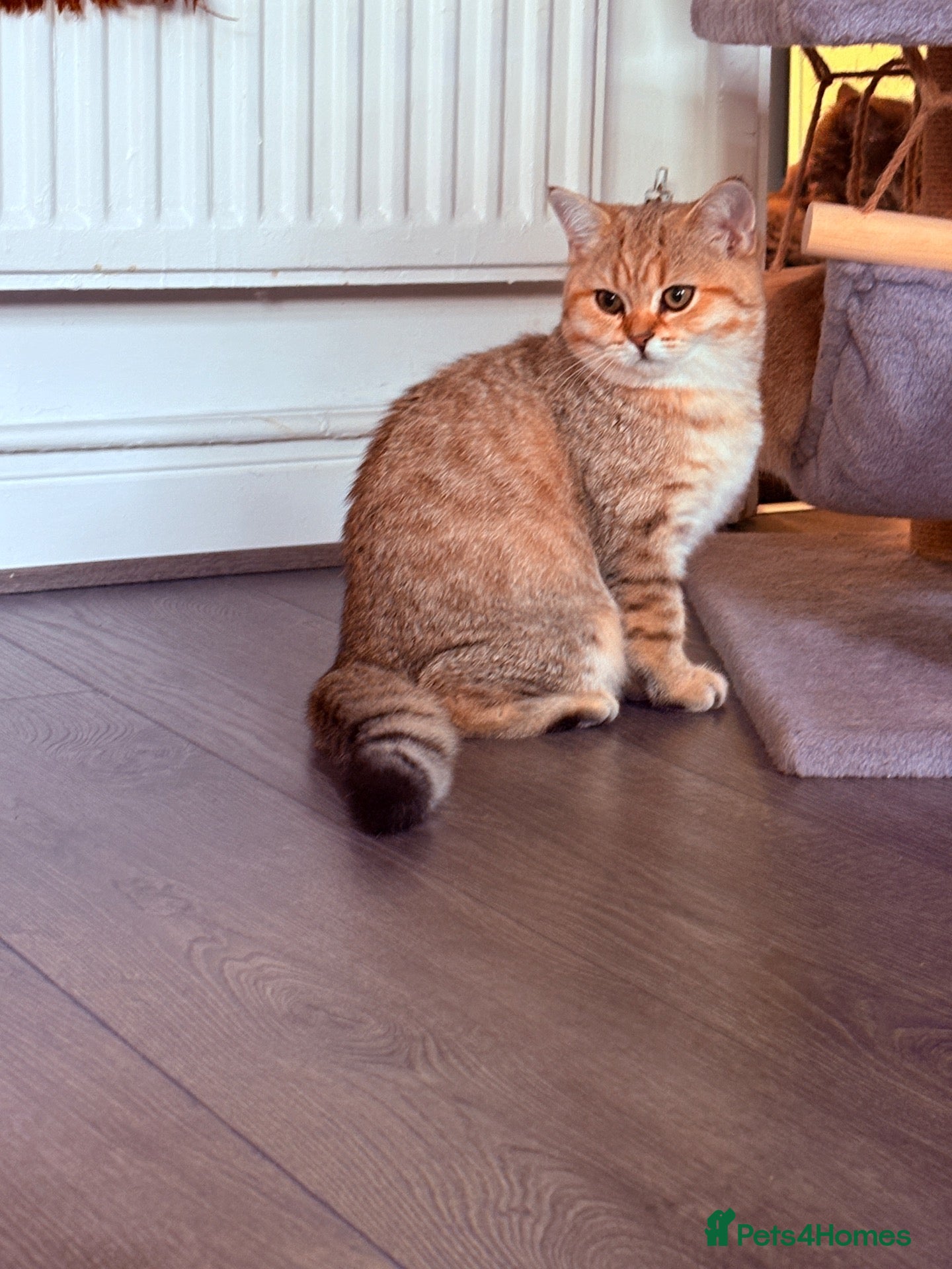 British Shorthair cats GCCF British Shorthair Golden Shell Girl  Pet Only - Advert 4