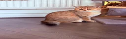 British Shorthair cats for sale: GCCF British Shorthair Golden Shell Girl  Pet Only - Advert 1