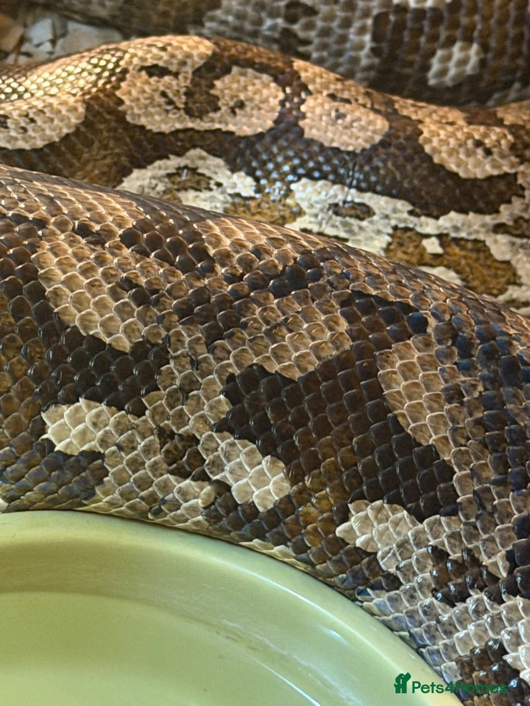 Boa Snake reptiles for sale: Durimels boa - Advert 2