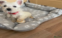 West Highland Terrier dogs for sale: Beautiful west highland terriers puppys - Image 20
