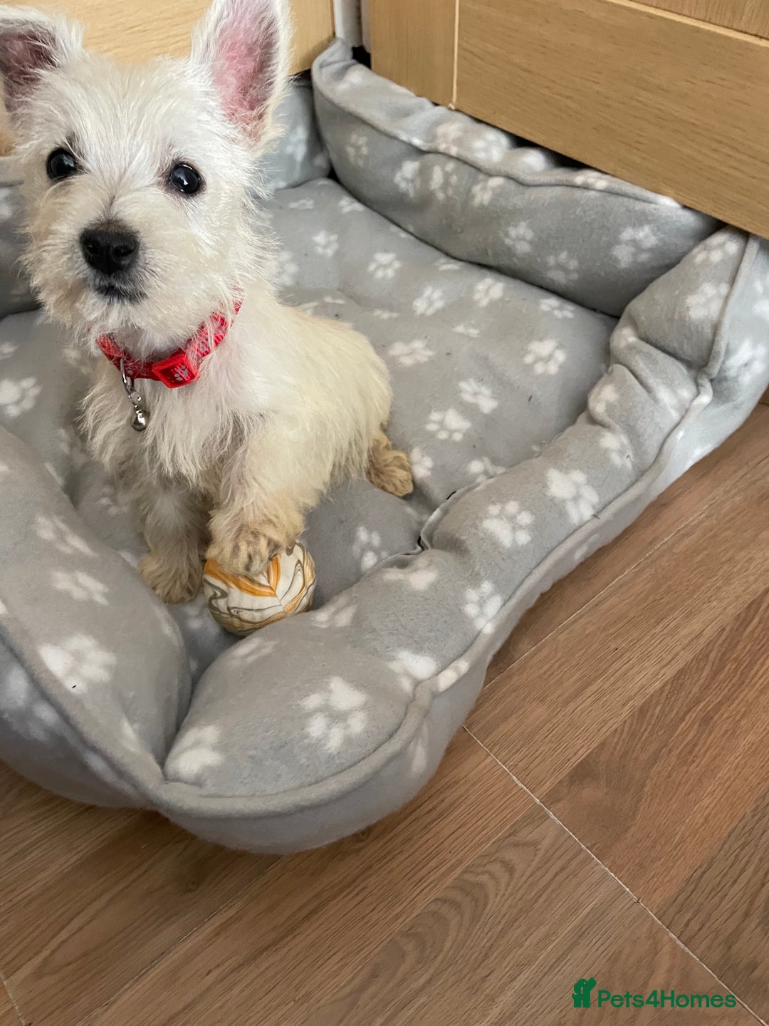 West Highland Terrier dogs for sale: Beautiful west highland terriers puppys - Image 20