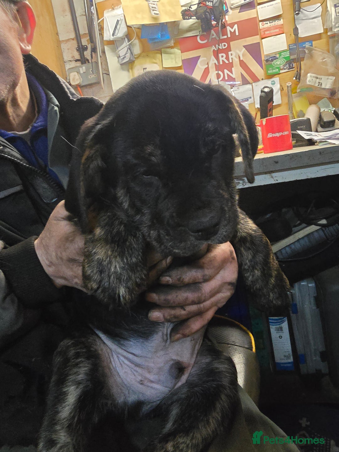 Mixed Breed dogs for sale:  Retriever x British bulldog - Advert 1