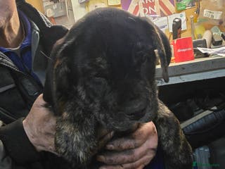 Mixed Breed dogs Retriever x British bulldog - Advert 2