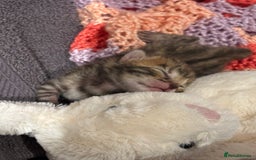 Bengal cats for sale: TICA registered Bengal girls. - Image 10