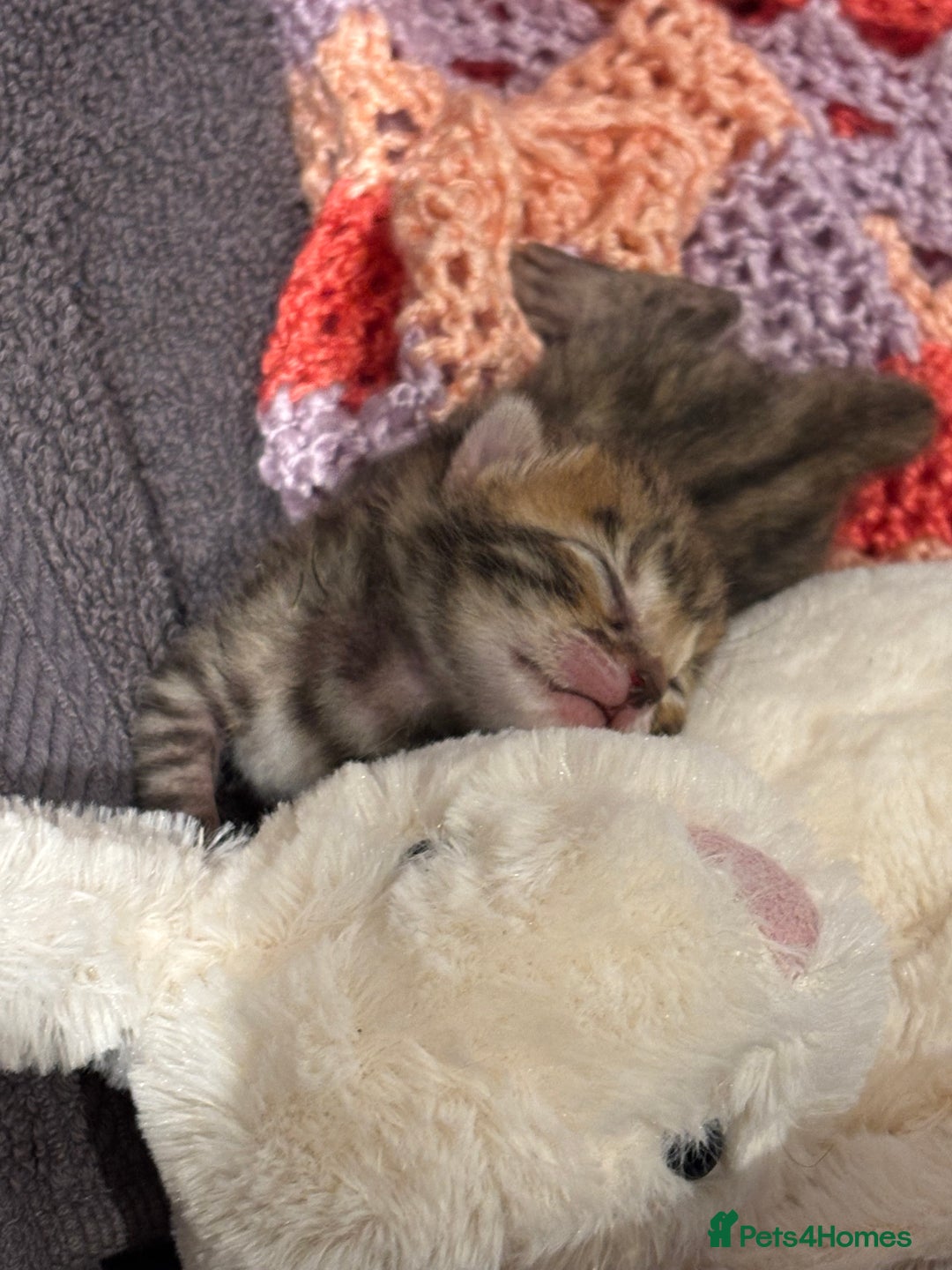 Bengal cats for sale: TICA registered Bengal girls. - Image 10
