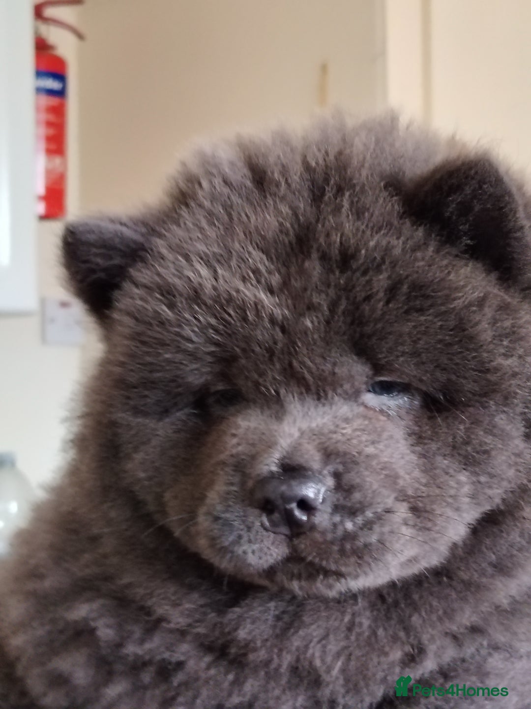 Chow Chow dogs for sale:  KC registered Chow Chow puppies for sale.🤗 - Image 3