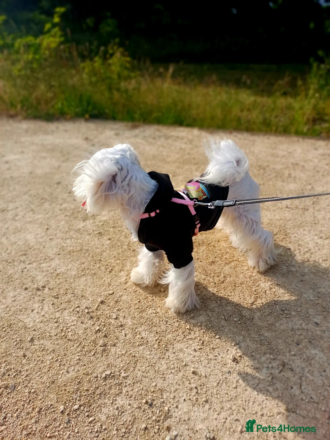 Maltese dogs for stud: New Adroble boy only for stud whit baby face :) - Advert 11