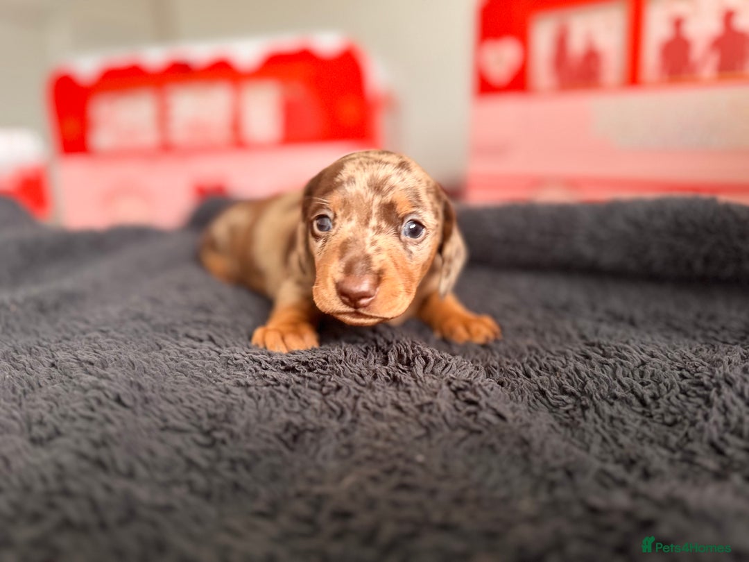 Miniature Dachshund dogs for sale: 🐾 miniature Dachshund 1 LEFT READY IN 2 WEEKS🐾 - Advert 20