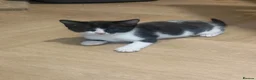 Mixed Breed cats for sale: Kittens  in Nuneaton - Advert 5