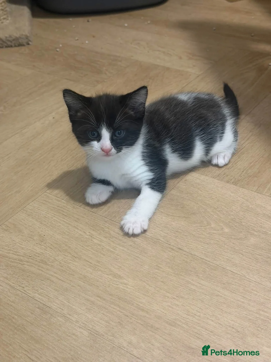 Mixed Breed cats for sale: Kittens  in Nuneaton - Advert 5