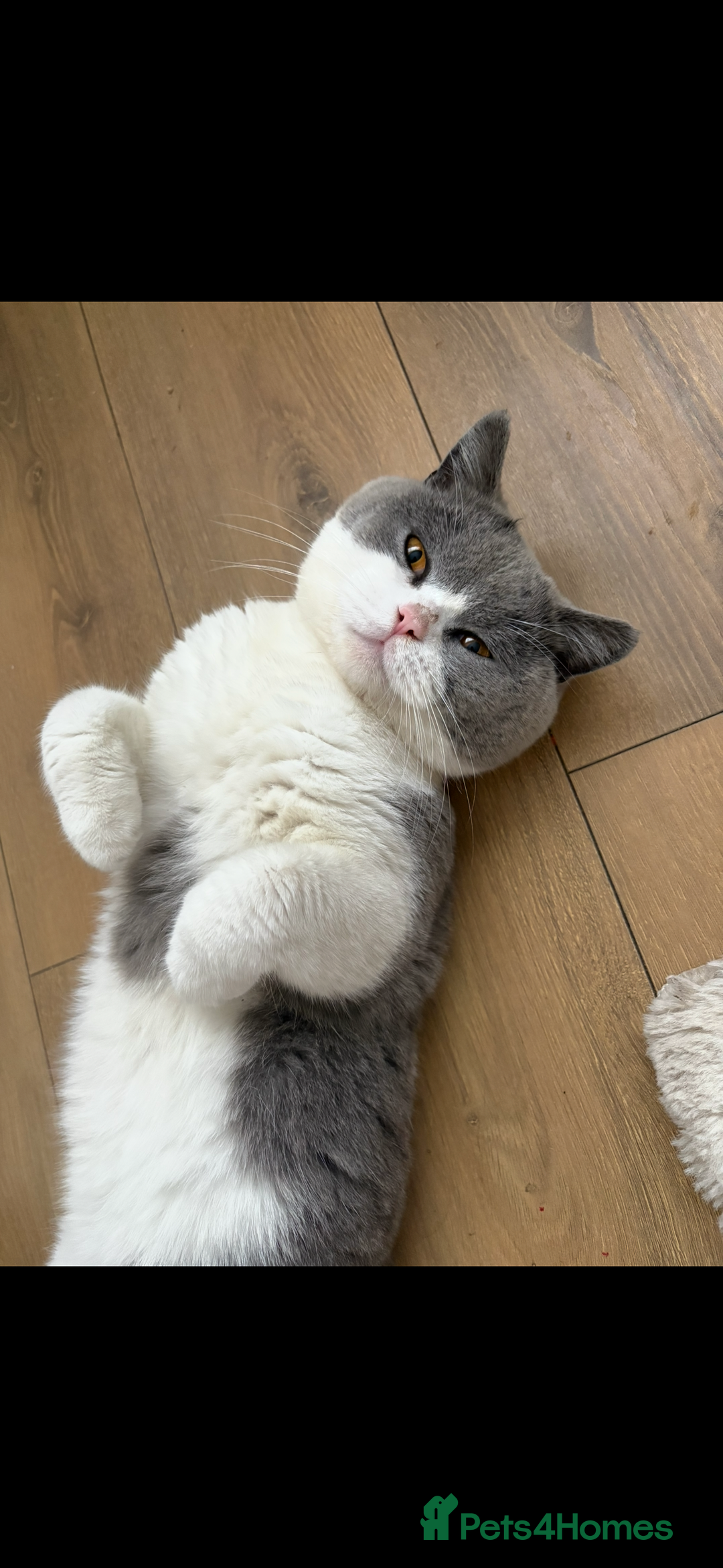 British Shorthair cats for sale: Two beautiful British shorthairs - Image 2