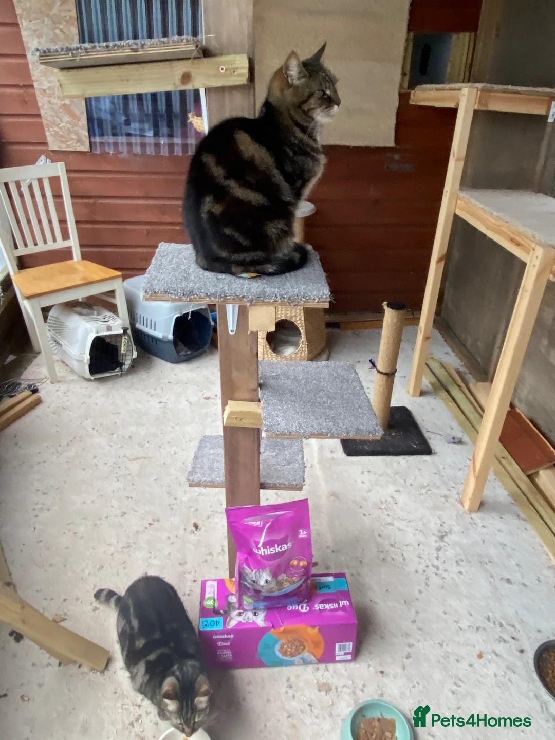 Domestic Shorthair cats for sale: 2 cats for rehoming  - Advert 4