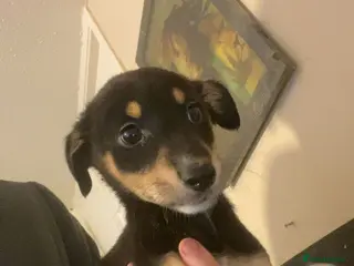 Mixed Breed dogs 2 girl Whippet x greyhound puppys leady to leave - Advert 1