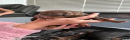 Dobermann dogs for sale: Exceptional Pedigree Doberman pups for sale  - Advert 13