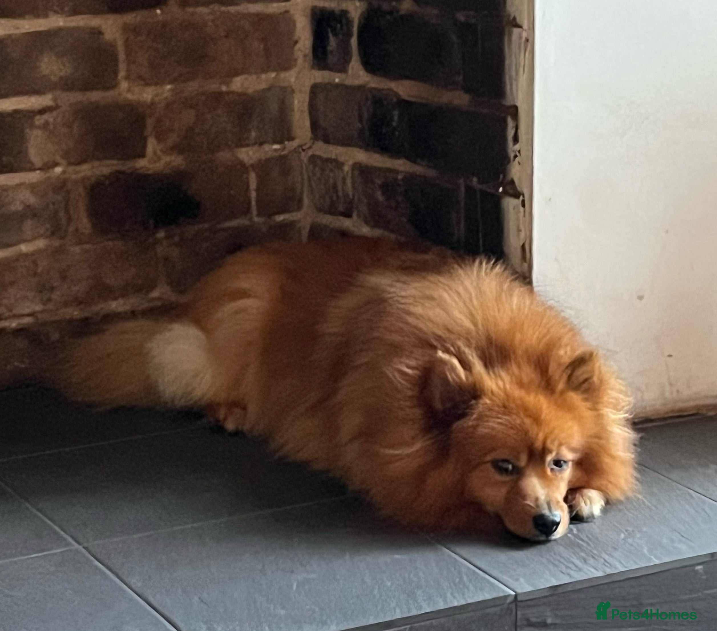 German Spitz dogs Quirky 8yr old German Spitz  - Advert 2