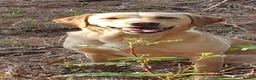 Labrador Retriever dogs for sale: Working Labrador Pubs - Advert 1