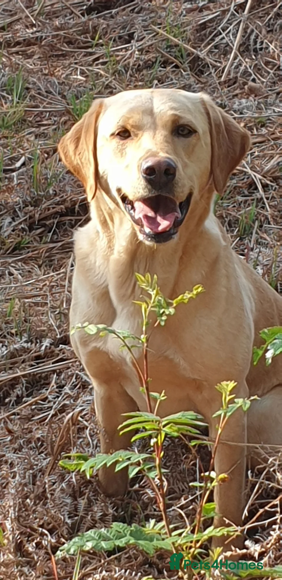 Labrador Retriever dogs for sale: Working Labrador Pubs - Advert 1